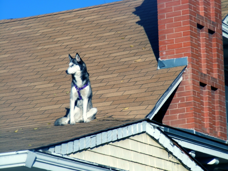 Dog on a roof. Photo by Andre Natta