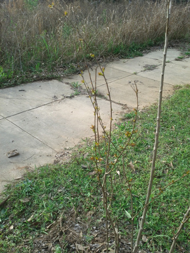 Crepe myrtle in the drive