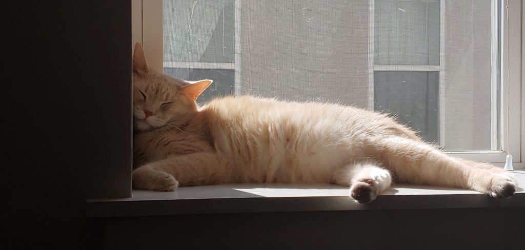 My cat, Pete, is chilling out on the window sill in my Graduate Hospital apartment unit in Philadelphia in mid- August 2020 prior to moving back to Birmingham